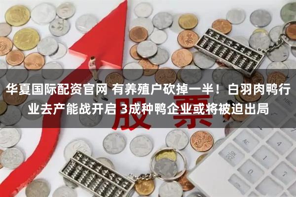华夏国际配资官网 有养殖户砍掉一半！白羽肉鸭行业去产能战开启 3成种鸭企业或将被迫出局